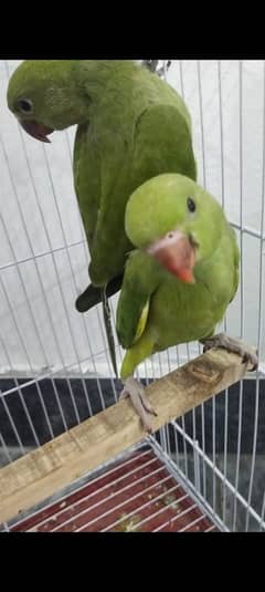 parrots for Sale in reasonable price / very friendly/ tamed parrot