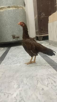 aseel murgi egg da ri ha location Walton road Farooq colony