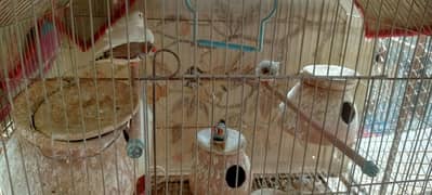 5 finches with cage