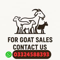 Goat | Bakra | chatra | sheep | Dumba | بکرا | bakri | purchasing