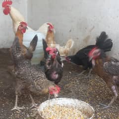 Desi hens (murgian) for sale