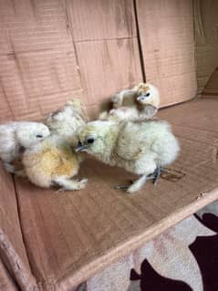 White Silky, RIR and Australorp Chicks Available