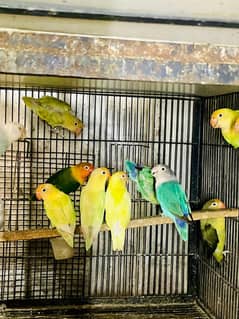 Lovebird breeder quality pair and cage for sale