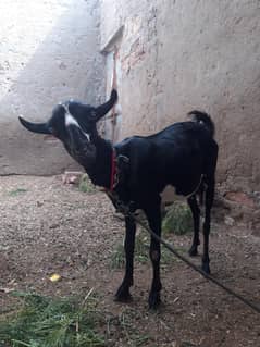 babrari