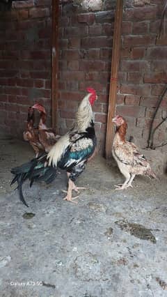 Aseel Rooster and Hens Available for sale