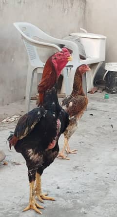 lakha shamo