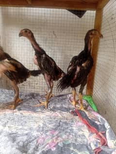 blue shamo chicks