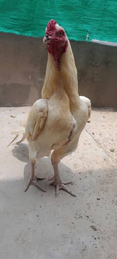 A plus Quality Heera Pair For Sale