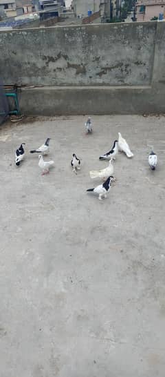Beautiful Pigeon For Sale