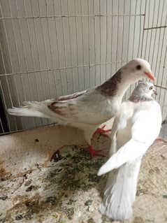 pigeons for sale
