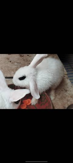 hotot rabbits