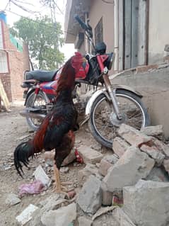 vatnaam