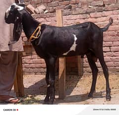 Bital bakra / available for sale