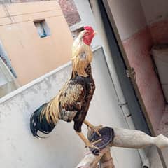 Aseel murga colour sawa age 1.8 sal band jor saf murga