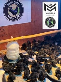 Ayam Cemani chicks |Ayam Cemani Black Tongue| Ayam Cemani Grey Tongue