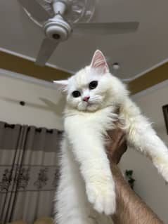 triple coat Persian  kitten urgent sale