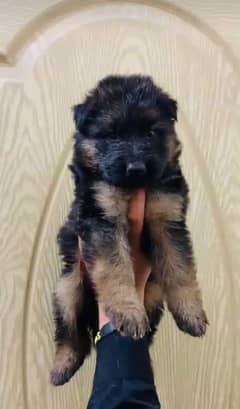 German