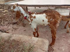 3 bakri bare 3 chote