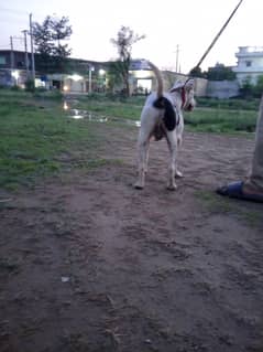 kemat