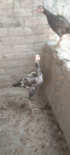 Aseel
