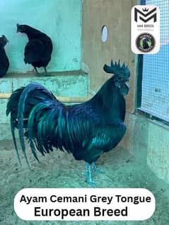 Ayam Cemani Black Tongue |Ayam Cemani Grey Tongue|Breeder|Hens |murgha