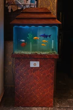 Fish aquarium condition 10/10