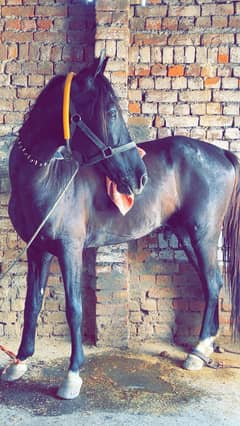 Horse / گھوڑا / mushka Ghora / Desi Horse