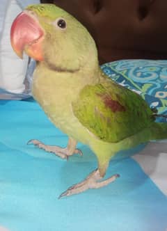 Kashmir Parrot