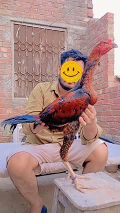 pakkoy