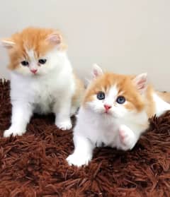 Persion kittens punch face available for sale