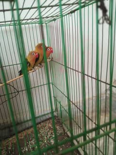 love bird pair or ak bacha ha sat