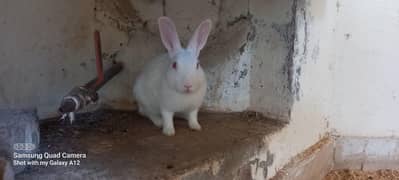 Rabbit