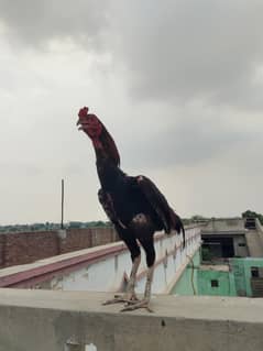 Pure Aseel Murga for sale/پیور اصیل مرغا برائے فروخت/نمبر 03000466252