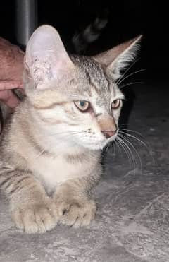 kitten pair for adoption