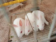 German Bunnies