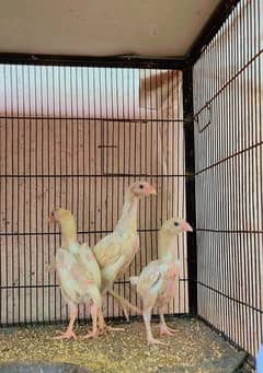 white shamo chicks high quality