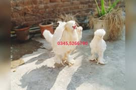 Cochin Mottled Porcelain Bantam white Sultan Silki Polish Fancy hens