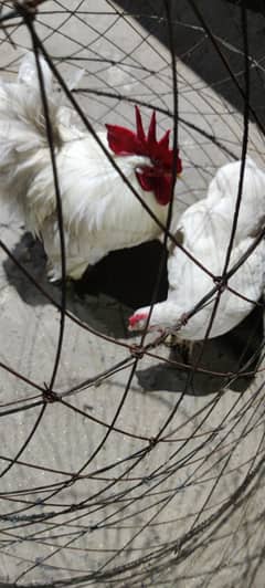 white bantam pair