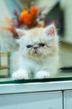 peke face kitten for sale