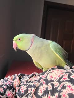 parrot