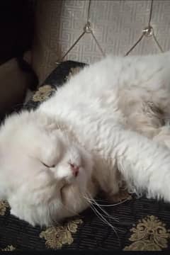 punch face cat urgent sale breeder male