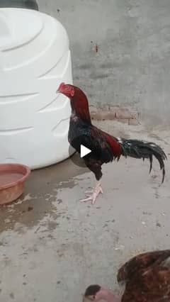 King