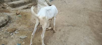 bakra