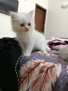 Kittens