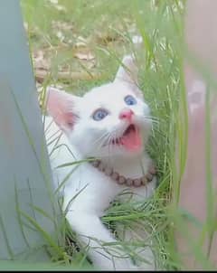 Persian Kitten For Sale