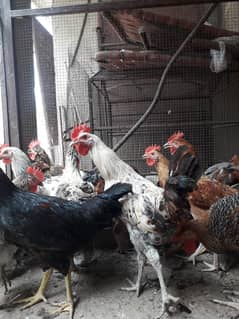 25 piece's golden masri for sale healthy and active