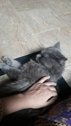 Persian cat for sale