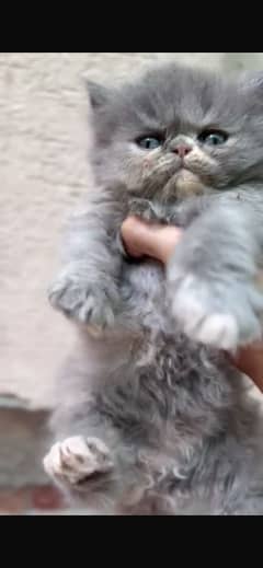 Peki face female