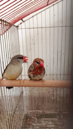 Strawberry finches pair