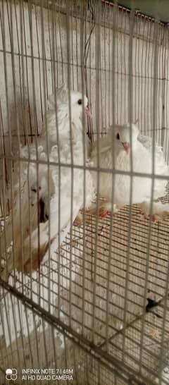 2 pairs adult looking for new shelter